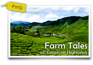 Farm Tales of Cameron Highlands-A day of farm exploration and discoveries