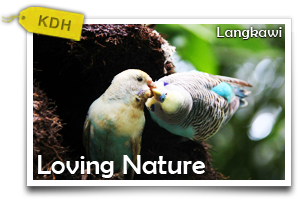 Loving Nature at Langkawi		 -Returning To The Simple Life In One Day!		 