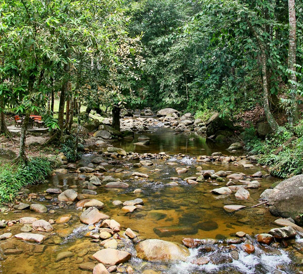 Image result for lata mengkuang